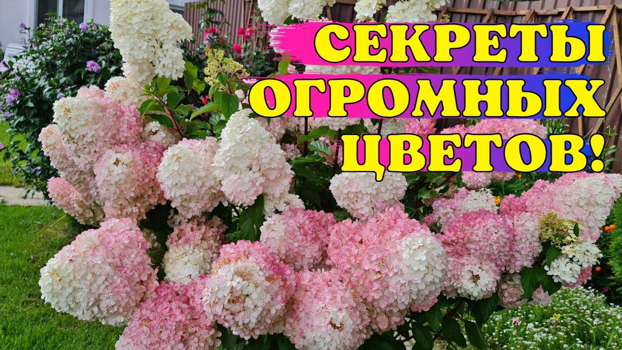 ЦВЕТЫ БУДУТ ОГРОМНЫМИ! Показываю как ПРАВИЛЬНО обрезать МЕТЕЛЬЧАТУЮ гортензию весной смотреть онлайн