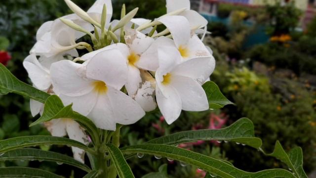 my garden in rain July 2021 смотреть онлайн