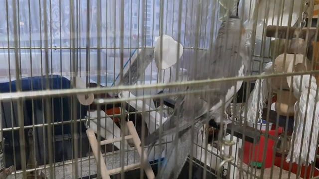 Реакция кореллы на меловой камень смотреть онлайн