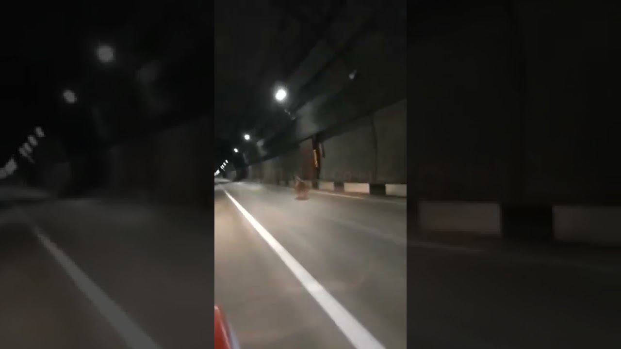 Медведь бежит по тоннелю в сторону Красной Поляны в Сочи #shorts смотреть онлайн