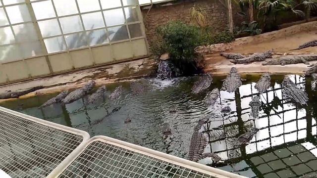 Крокодиловая ферма на Джербе ?? смотреть онлайн