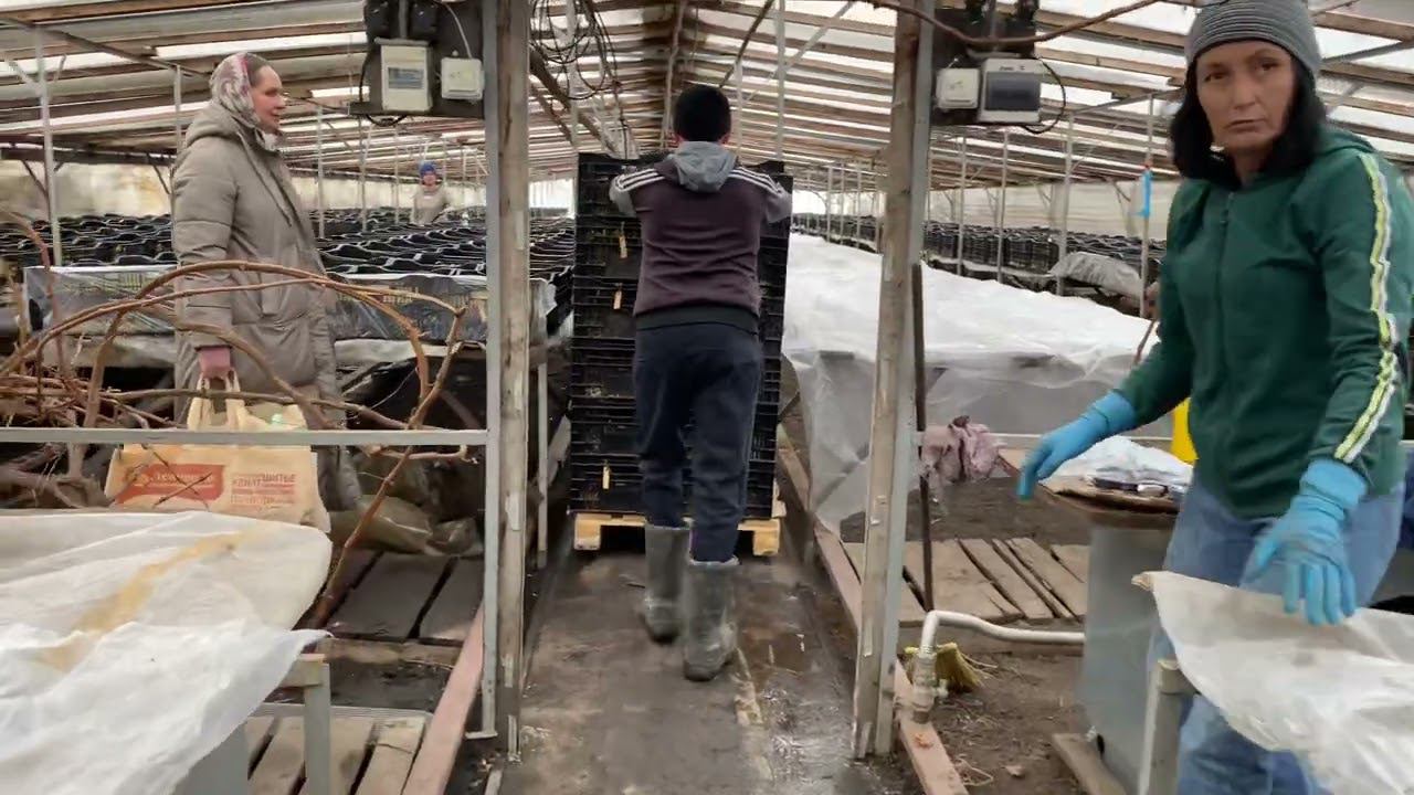Начало выгонки тюльпанов в теплице, 13 января 2023. смотреть онлайн