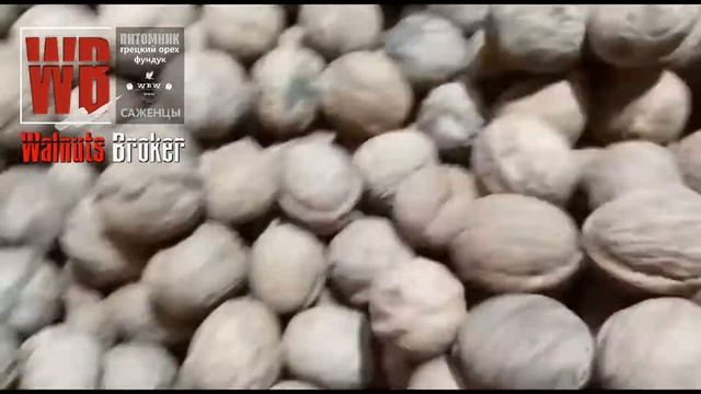 Грецкий орех Кочерженко. Выкопка саженцев к отправке от Walnuts Broker #ГрецкийОрехКочерженко смотреть онлайн