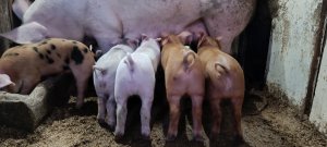 Эндометрит у свиньи ??? лечения