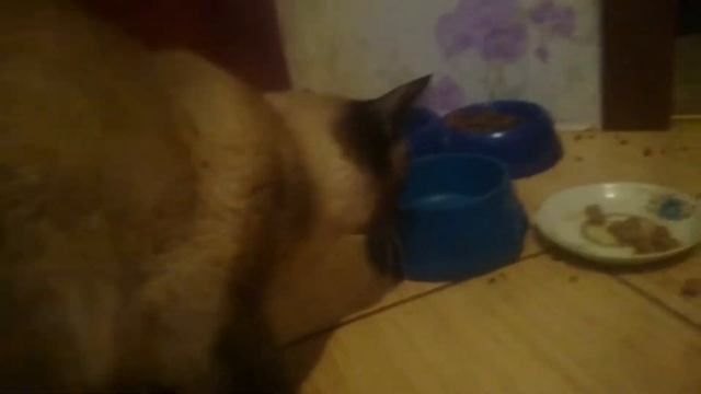 КИТИКЕТ!!! смотреть онлайн