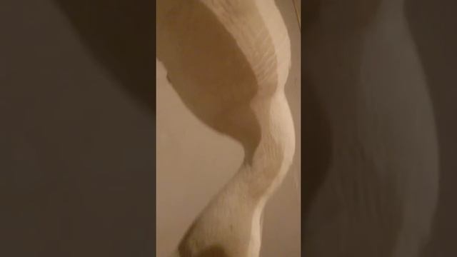 чучело гуся своими руками часть 2 смотреть онлайн