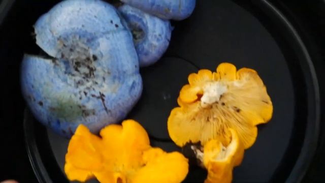 Costa Rican Chanterelles??? Foraging Edible Mushrooms in Guanacaste Province! смотреть онлайн