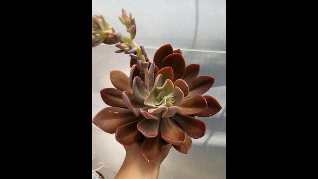 #Suculentadodia! | Echeveria Hanaikada