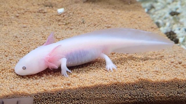 The year of the dragon according to the Chinese calendar 2024 has arrived Triton, Axolotl, Ambystom смотреть онлайн
