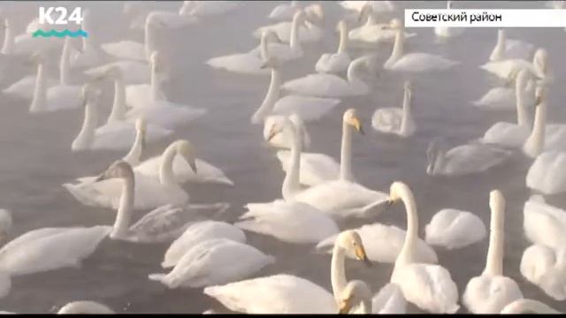 Рубрика «Наш 2017-ый» и турнир «Сила традиций» смотреть онлайн