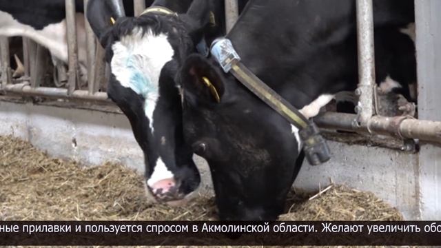 Развитие животноводства в СКО смотреть онлайн