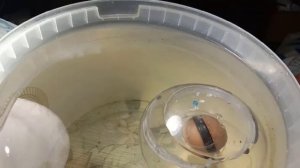 Эксперимент_N1:  Моделирование взаимодействия  эл.веществ  "ядра"  и  "мантии" планеты Земля