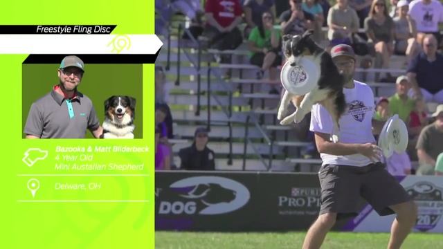 St. Louis - Purina® Pro Plan® Incredible Dog Challenge® National Finals смотреть онлайн