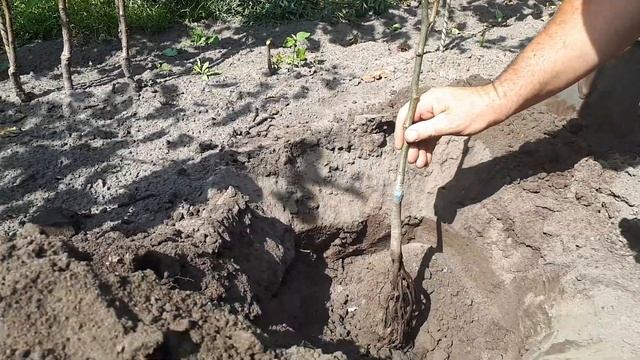 Как посадить дерево (саженец груши) смотреть онлайн