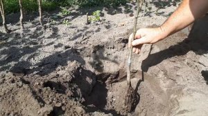 Как посадить дерево (саженец груши)