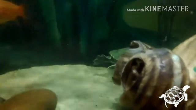 РАЦИОН ПИТАНИЯ КРАСНОУХИХ ЧЕРЕПАХ смотреть онлайн