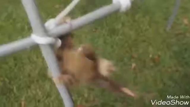 ЖИВОТНЫЕ ПОЮТ Heathens !!! смотреть онлайн