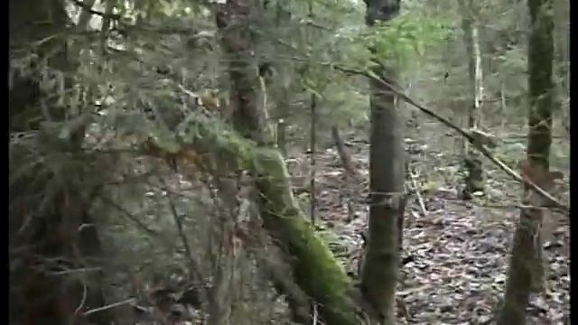 Рядовка дымчато  серая, рядовка белая съедобная. Грибы. Лес.