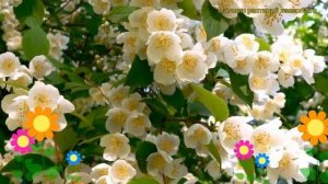 Чубушник венечный Воздушный Десант. Краткий обзор philadelphus coronarius Vozdushnyi Desant