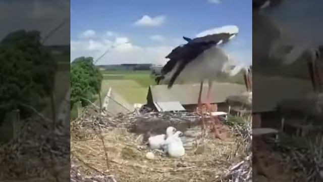 А еще говорят, что аисты приносят детей смотреть онлайн