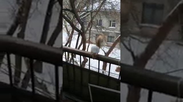 Три белки на балконе#животные#animals#белка#зима#squirrel смотреть онлайн