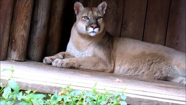 Пума в Ростовском зоопарке. 29.06.21 г. смотреть онлайн