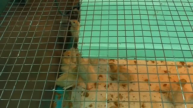 Индюшата ч.1 Какой уход и содержание необходим для индюшат средних и тяжелых кросов смотреть онлайн