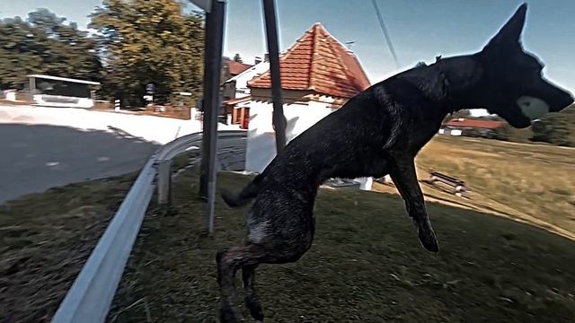 #дп#эдит#собака#кадр