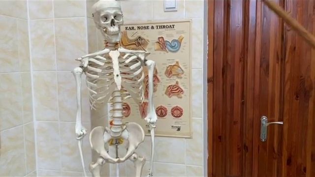 Скелет, отделы и виды скелета. Классификация костей Строение трубчатой кости. Условные линии тела смотреть онлайн