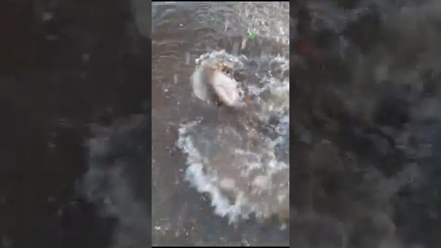 Закрытие летнего сезона 2023 смотреть онлайн