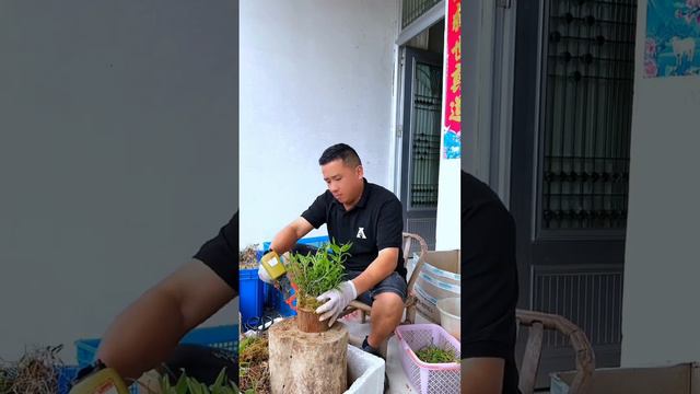 growing orchid for make healthy tea смотреть онлайн
