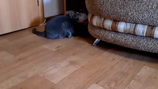 Робот пылесос HYUNDAI H VCRX30 смотреть онлайн