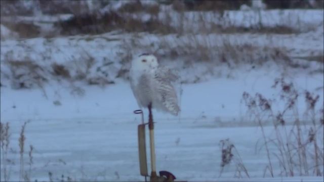 Snow Owl Hunting Mice "Catches Mouse and Swallows it Whole" смотреть онлайн
