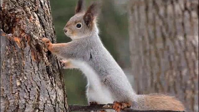 Белка смотреть онлайн