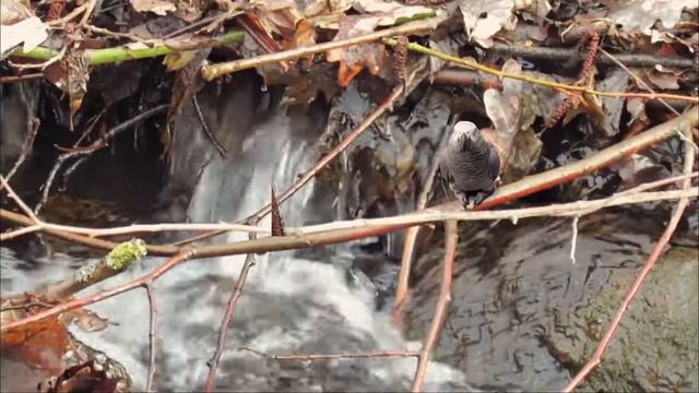 parrot sounds for pet parrot - african grey parrot sounds in the wild in the forest смотреть онлайн