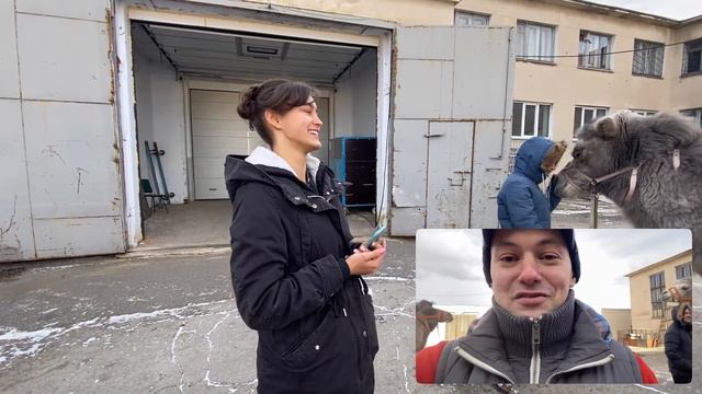 Дан Запашный, новости сегодня и приколы с животными 2020 | Верблюд меня обрадовал смотреть онлайн
