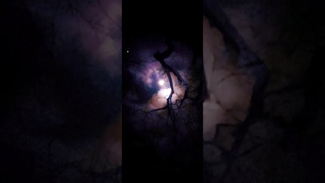 ЧТО ПРОИСХОДИТ НОЧЬЮ В ЛЕСУ . смотреть онлайн