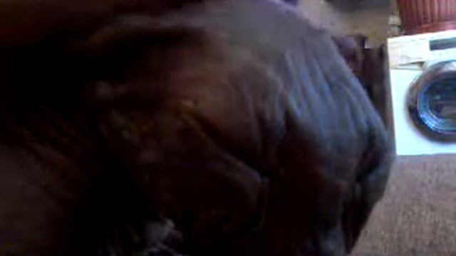 Мой кот няша ) смотреть онлайн