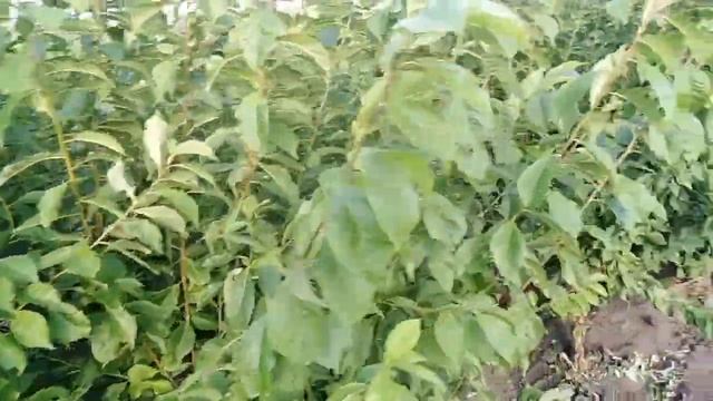 Слива Синильга смотреть онлайн