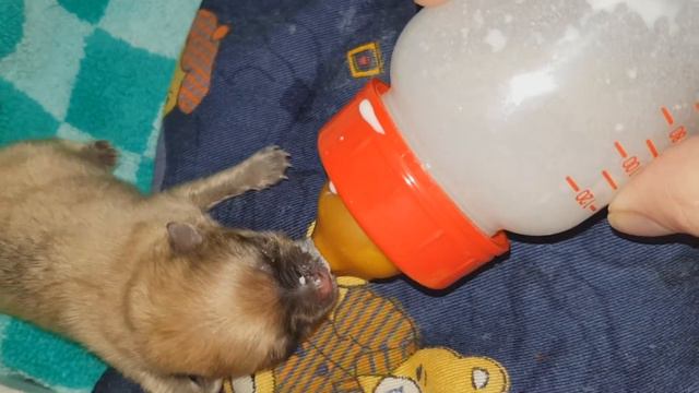 Спасение маленького Лаки ❤ Lucky смотреть онлайн