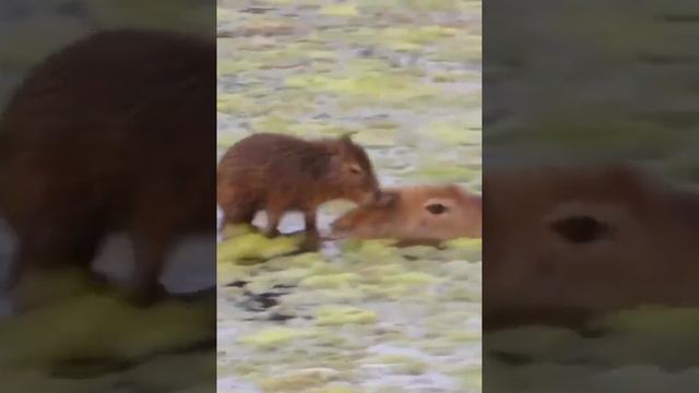 Покатай меня, большая капибара смотреть онлайн