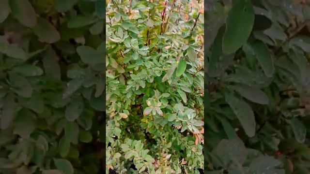 Ягоды барбариса смотреть онлайн