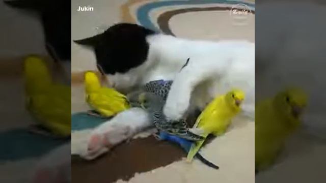 Cani e gatti смотреть онлайн