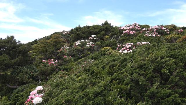 [4K]Yakushima-Shakunage(Rhododendron) смотреть онлайн