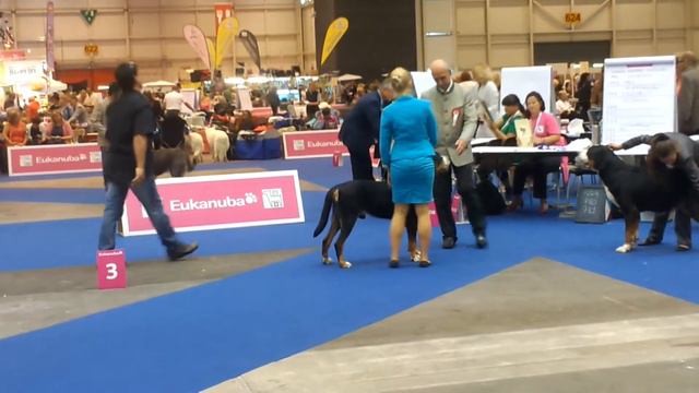 Gross Swiss Sennenhund_CACIB Zeneva Aug'13_male Open