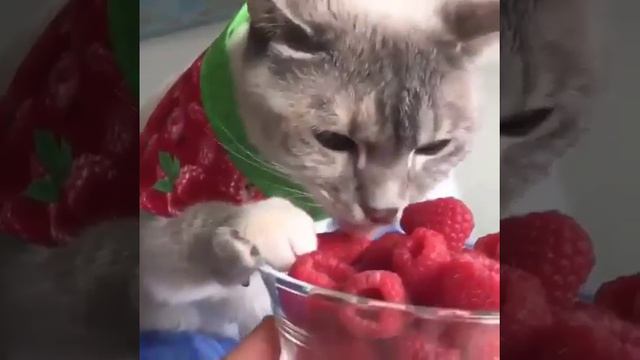 Котик ест малину.😀 смотреть онлайн