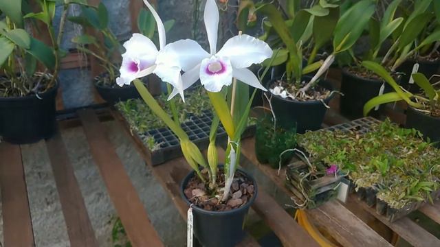 🛑 CATTLEYA PURPURATA ANELATA смотреть онлайн