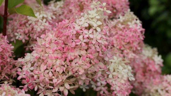 Hydrangea paniculata Living Royal Flower