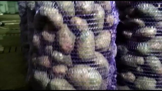 Уральский картофель с чернозёма. Сорт Торнадо,Ред Скарлет,Гала,Винета. Сорт Алуэт? смотреть онлайн