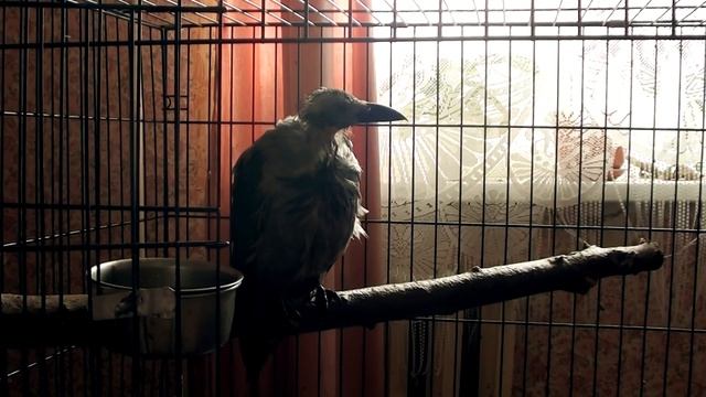 Капля - гриф (период линьки у вороны) смотреть онлайн